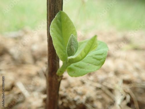 Young shoots of fresh green guava trees are growing.Psidium guajava .