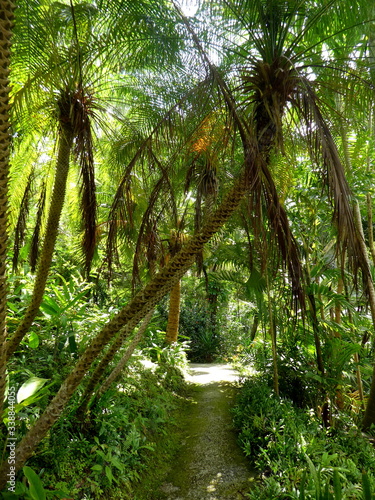 Beautiful jungle scene  Barbados