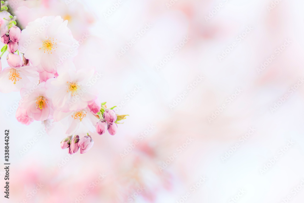 Kirschblüten romantisch mit Platz zum Beschreiben Kirschblüten romantisch mit Platz zum Beschreiben
