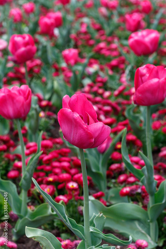 Red Tulips in The Field