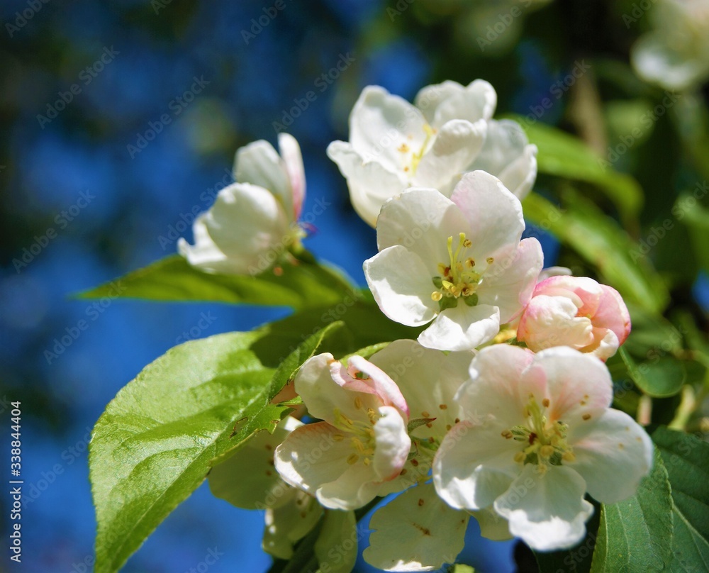 Close-up of colourful spring blossom.