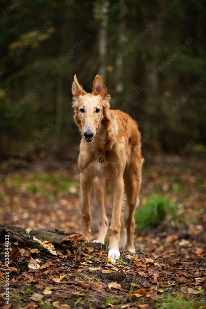 Puppy borzoi walks outdoor at summer day Puppy borzoi walks outdoor at summer day