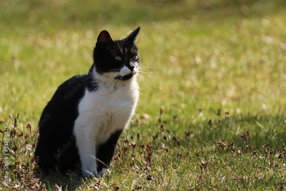 Portrait of a cat sitting and waiting in the garden in spring grass