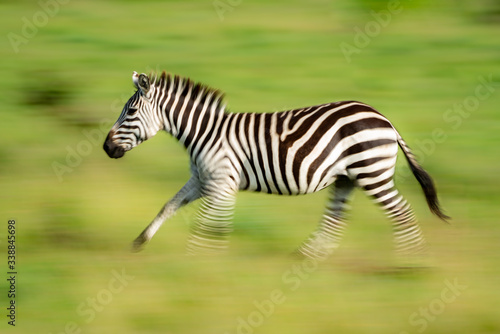 Slow pan of plains zebra in savannah