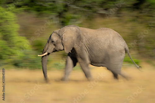 Slow pan of walking African bush elephant