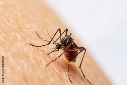 The Mosquito sucking blood. © 418studio