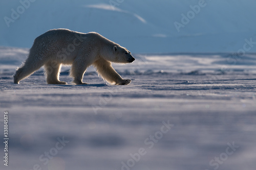 Big Polar walks with a backlight background, Svalbard 