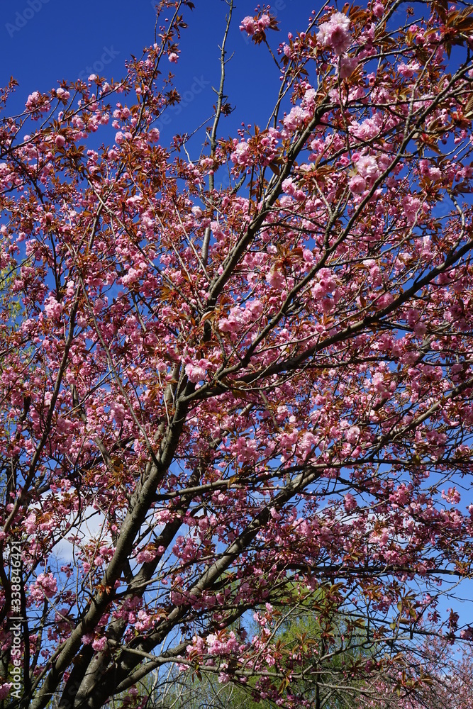 Rosa Kirschblüten am Berliner Mauerweg (Lohmühlenbrücke)