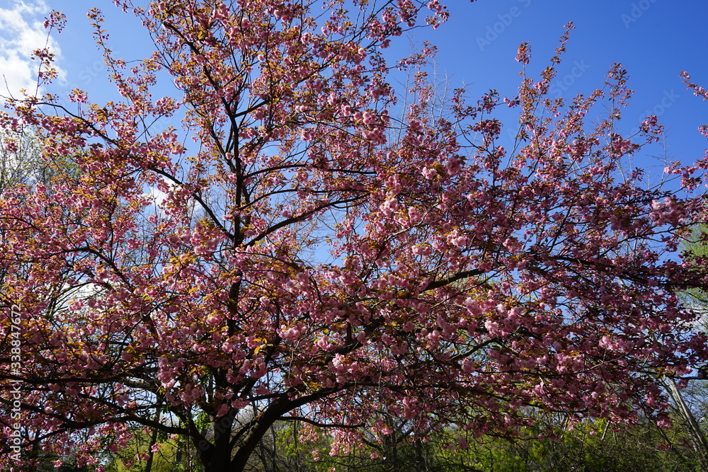 Sakura am Berliner Mauerweg (Lohmühlenbrücke) Sakura am Berliner Mauerweg (Lohmühlenbrücke)
