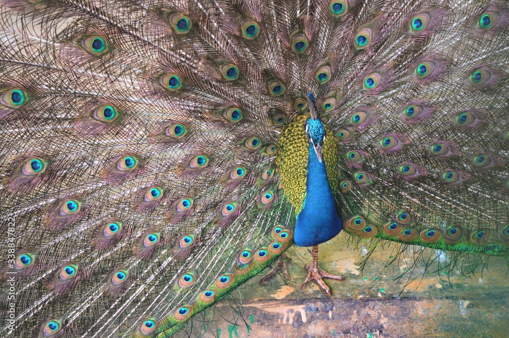 Obraz premium peacock with feathers