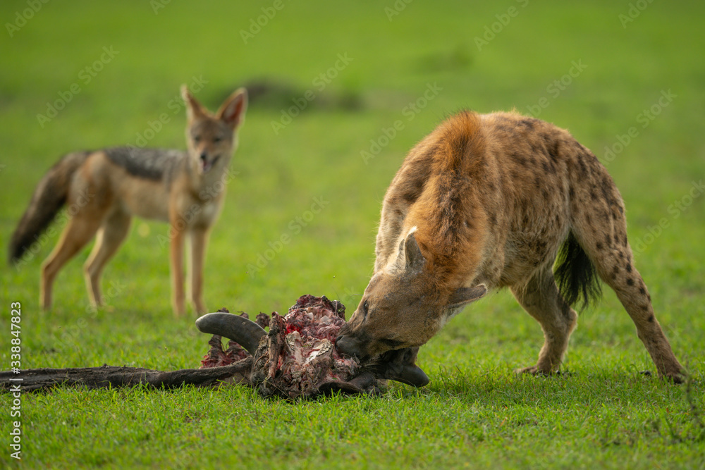 Spotted hyena gnaws carcase watched by jackal Spotted hyena gnaws carcase watched by jackal