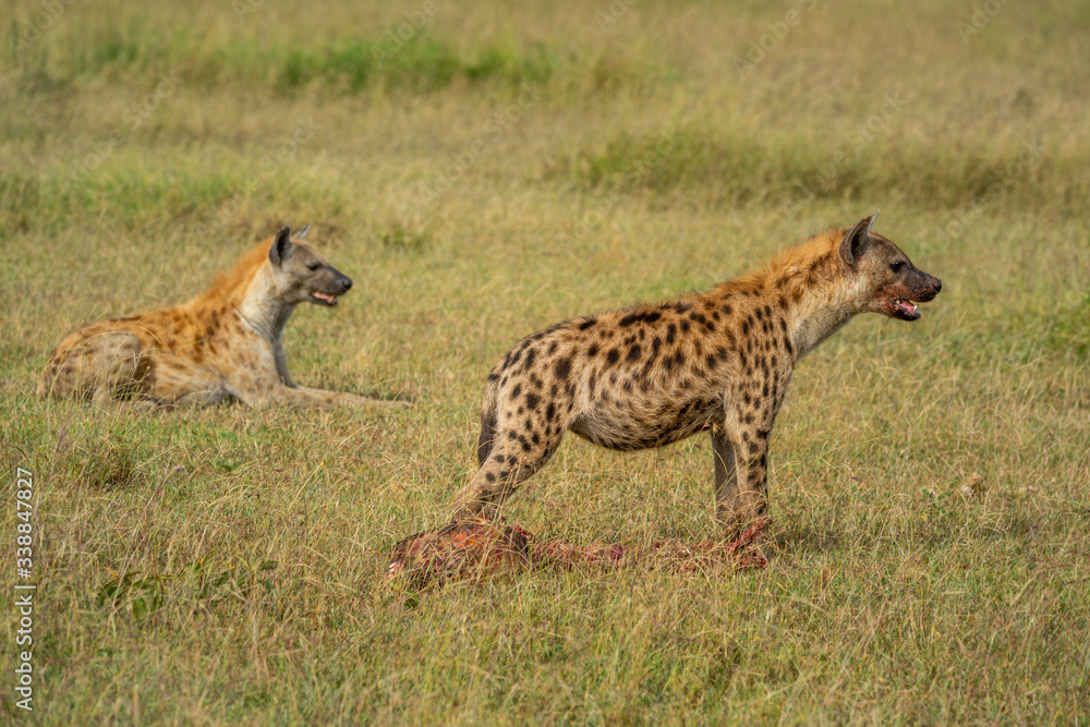 Spotted hyena guards bloody carcase beside another Spotted hyena guards bloody carcase beside another