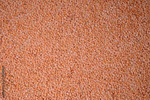 Background from many dry red lentil grains without shell top view closeup