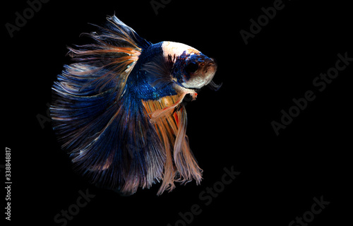 The Betta Siamese fighting fish isolated on black background. Betta fish  Thailand