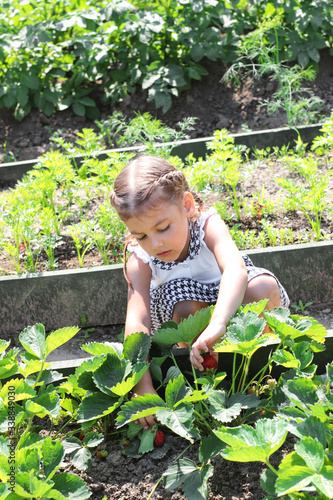 Little girl with pigtails picks strawberries from the garden. summer time. children help with harvesting in the garden.