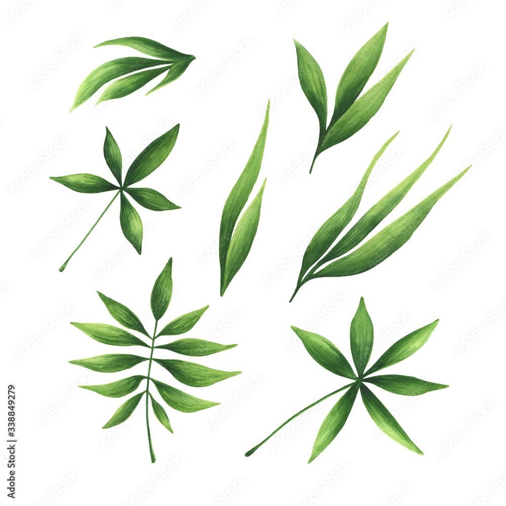 Set of watercolor green leaves. Isolated on white background. Hand drawn watercolor illustration. Set of watercolor green leaves. Isolated on white background. Hand drawn watercolor illustration.