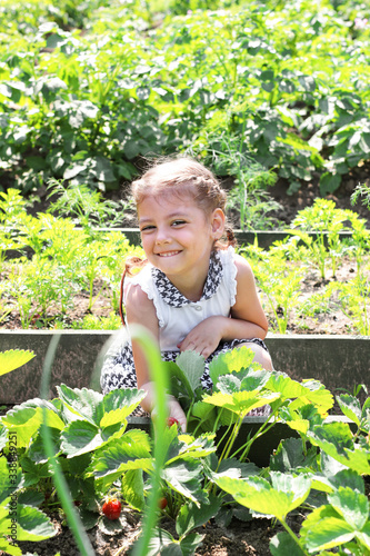 Little girl with pigtails picks strawberries from the garden. summer time. children help with harvesting in the garden.