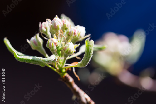 Wiosenne pąki kwiatów drzewa gruszy