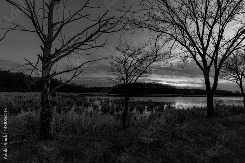 Orland Grove Forest Preserve at Dusk - Monochrome photo