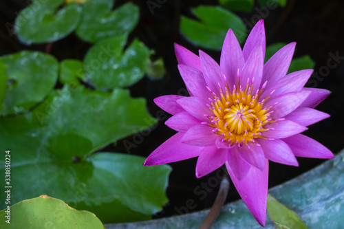 Pink lotus on green leaves background.