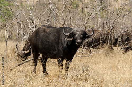 Fototapeta Naklejka Na Ścianę i Meble -  Buffle d'Afrique, Syncerus caffer, Parc national Kruger, Afrique du Sud