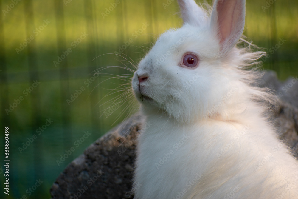 Angora Zwergkaninchen in der Nahaufnahme Angora Zwergkaninchen in der Nahaufnahme