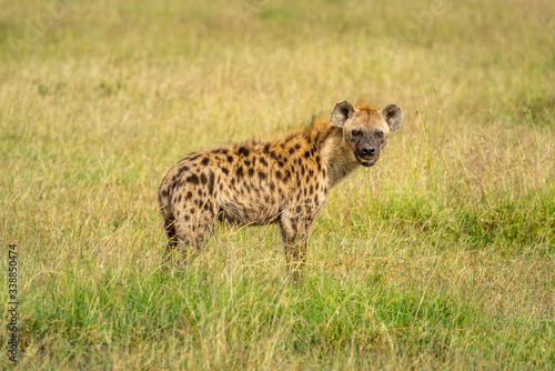 Spotted hyena stands watching camera in grass