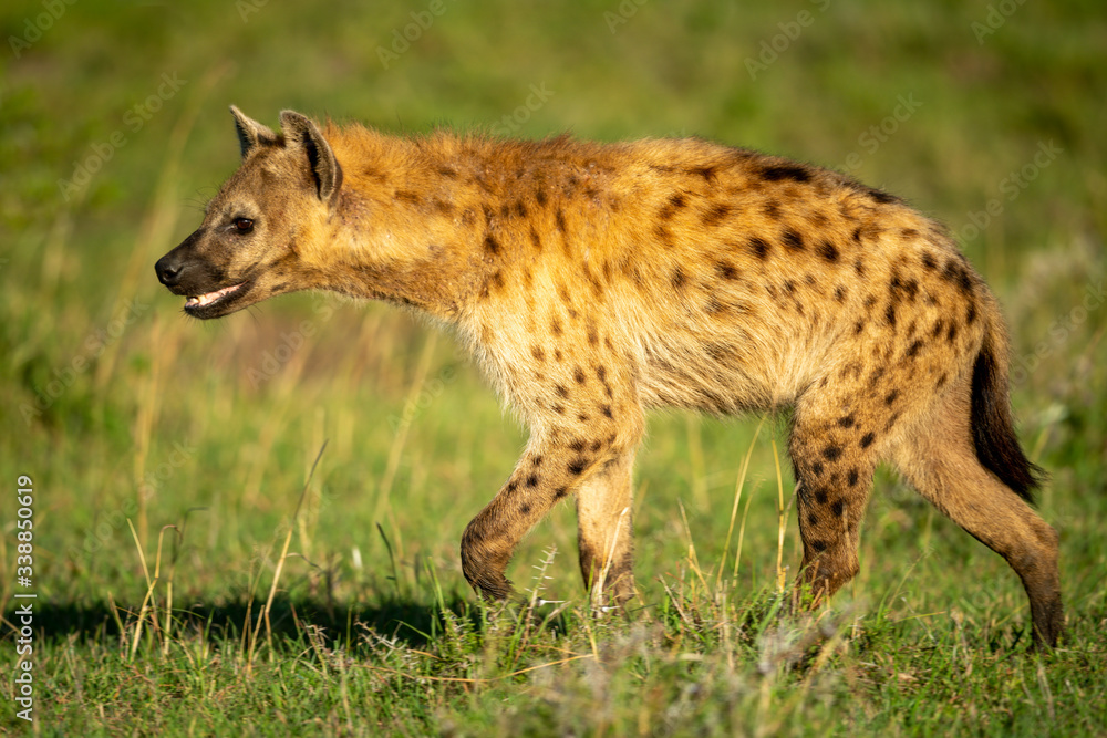 Spotted hyena walks across grass with catchlight Spotted hyena walks across grass with catchlight