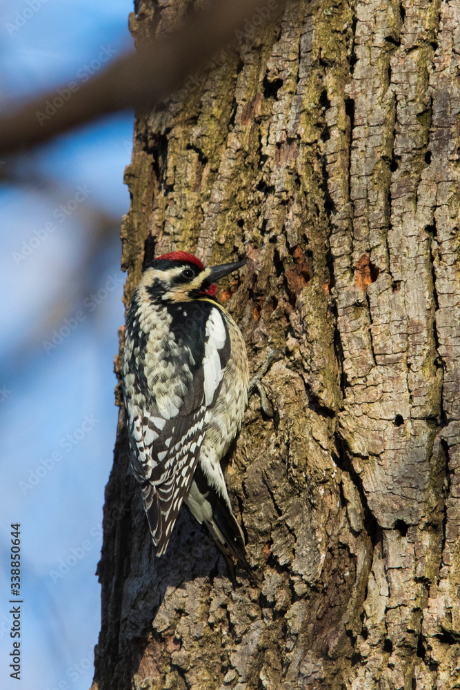 Male yellow-bellied sapsucker (Sphyrapicus varius) Male yellow-bellied sapsucker (Sphyrapicus varius)