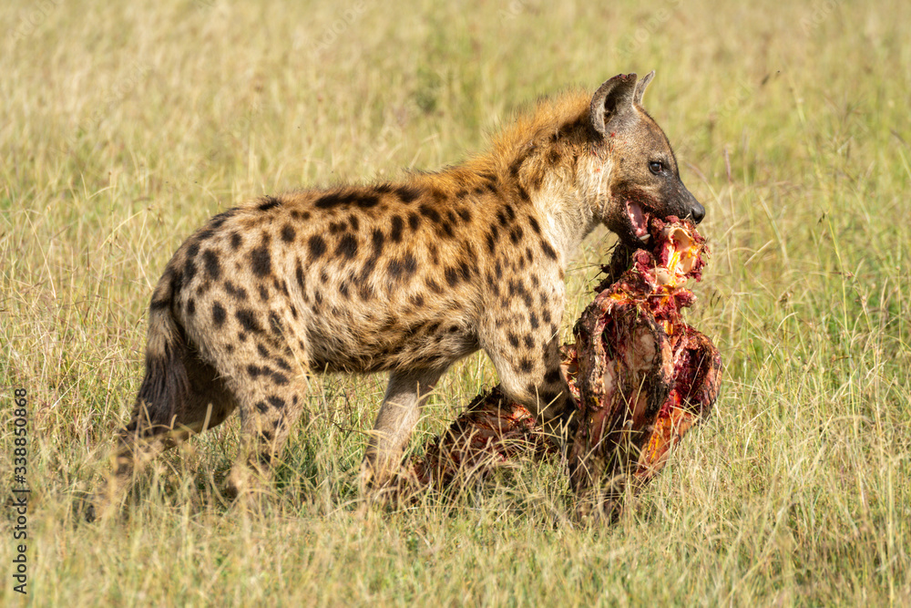Spotted hyena walks carrying carcase on savannah Spotted hyena walks carrying carcase on savannah