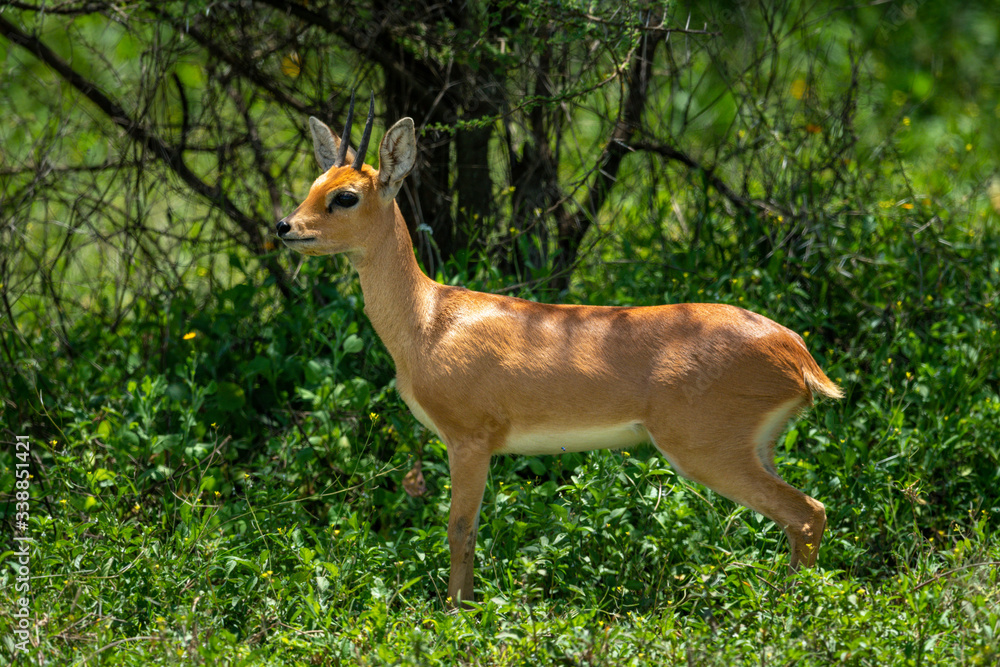 Steenbok stands in profile in leafy bushes