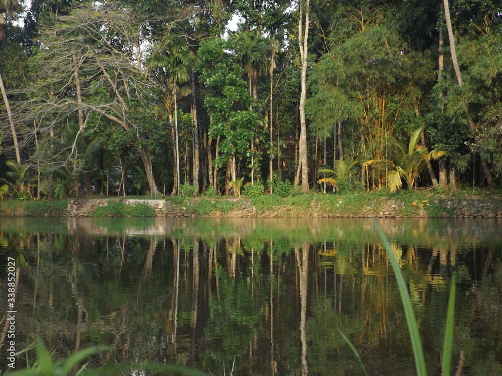 Obraz premium lake in the woods