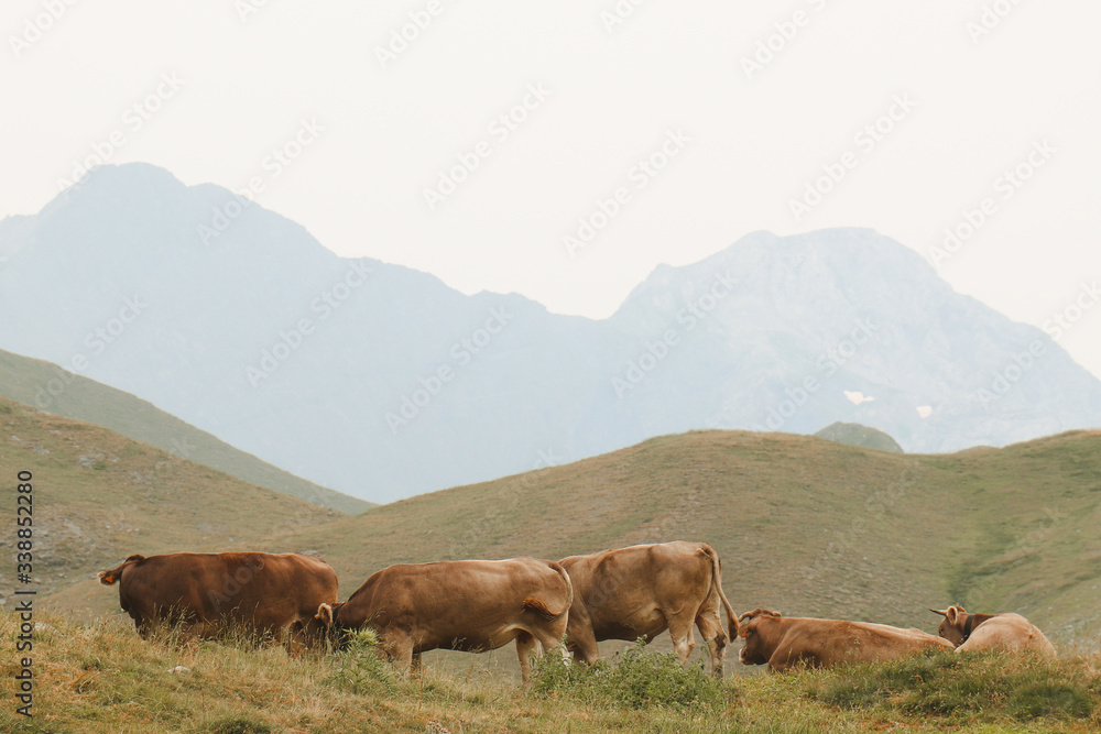 cows in the alps