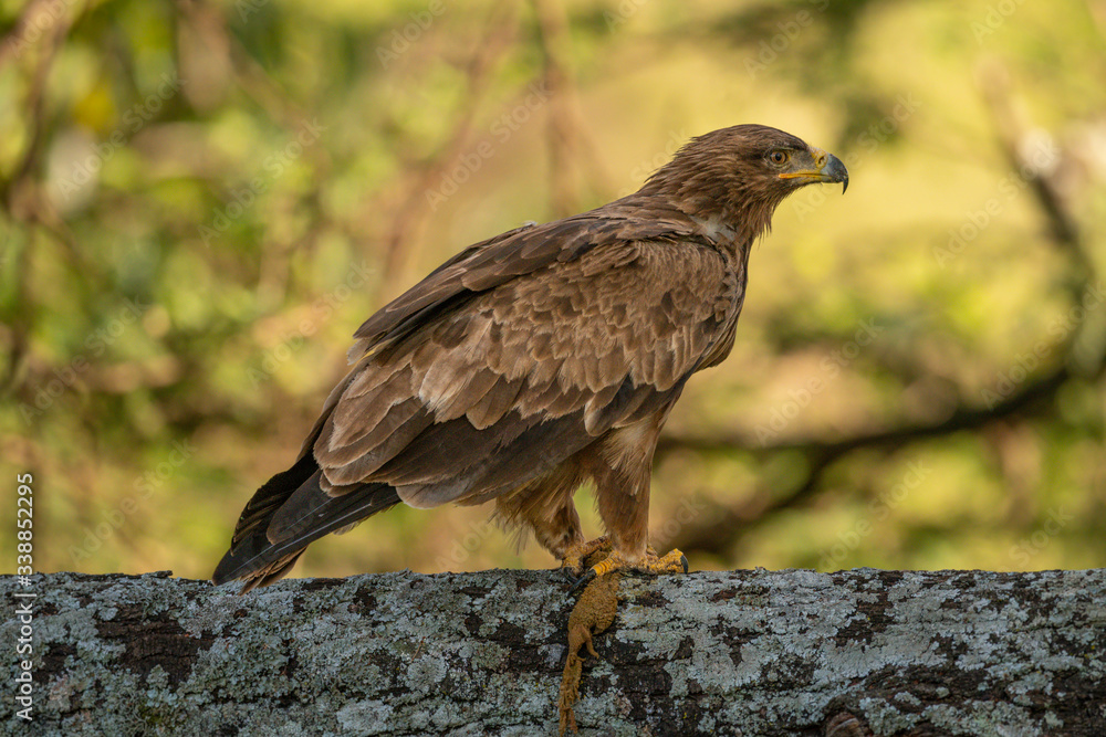 Fototapeta premium Steppe eagle perched on branch looking ahead
