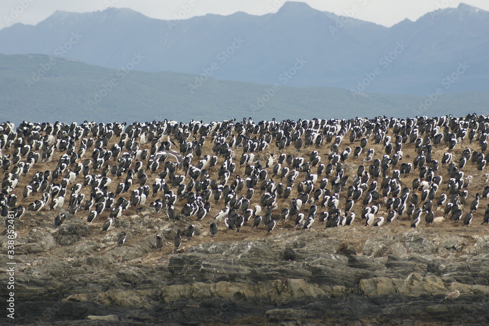 Obraz premium Wyspa ptaków