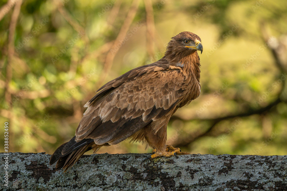 Steppe eagle perched on branch looking down Steppe eagle perched on branch looking down