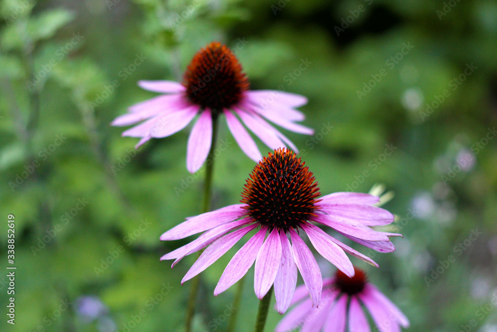 medicinal plant echinacea in the garden
medicinal plant echinacea in the garden