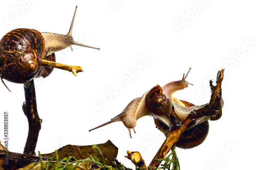 Snails on the walk. Clams traveling on a branch illustrating different emotions, connection, warm company.