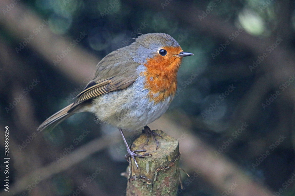 Fototapeta premium robin perched on a branch 