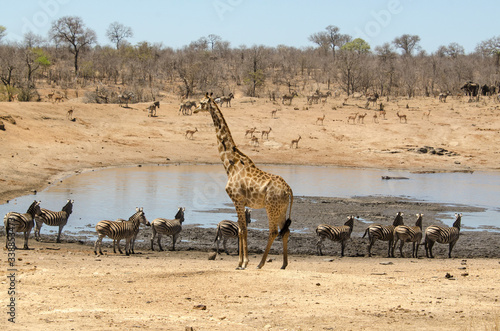 Girafe, Giraffa Camelopardalis, Zèbre de Burchell, Equus quagga burchelli, Parc national Kruger, Afrique du Sud
