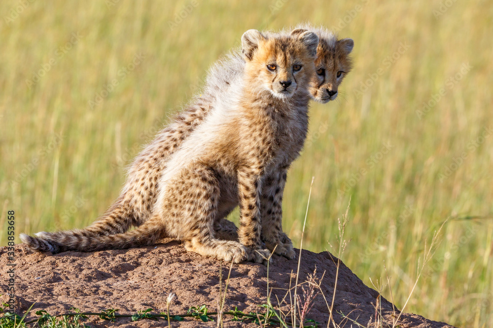 Obraz premium Cute Wild newborn Cheetah cubs on a termite mold and looking at the camera