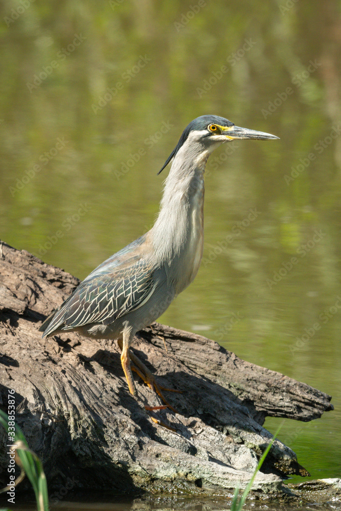 Fototapeta premium Striated heron stands on riverbank stretching neck