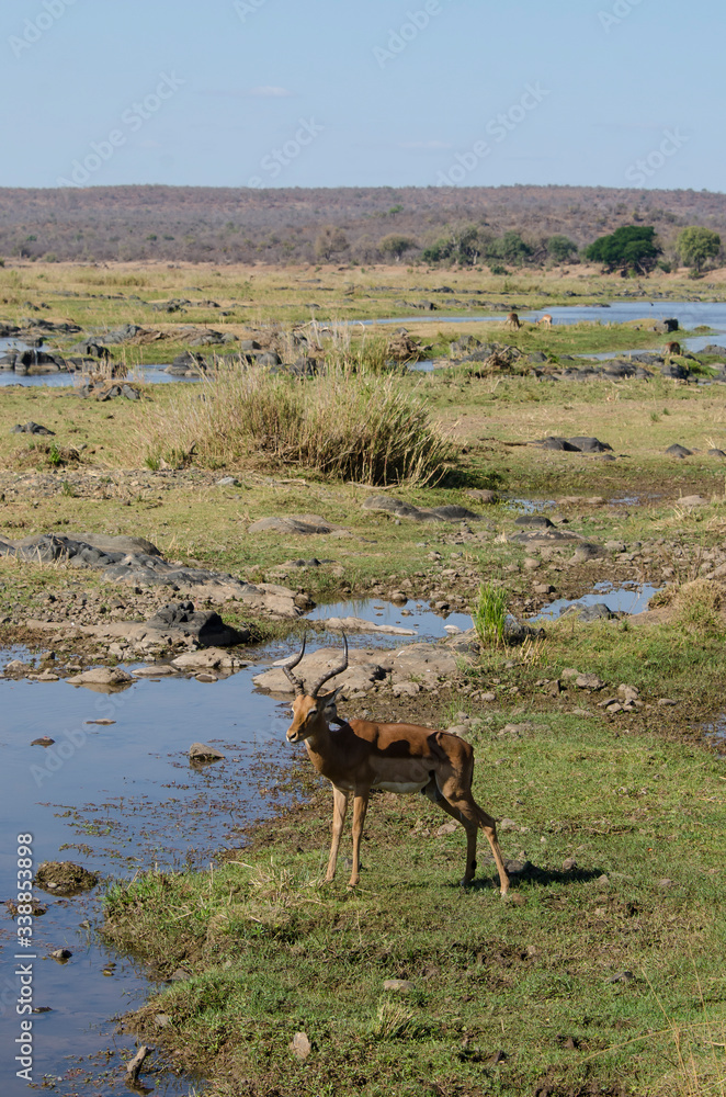 Naklejka premium Impala, male, Aepyceros melampus