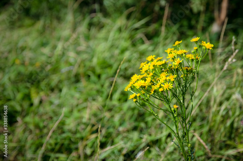 yellow flower from fields and rural meadows