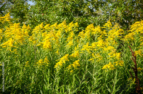 yellow goldenrod flower
