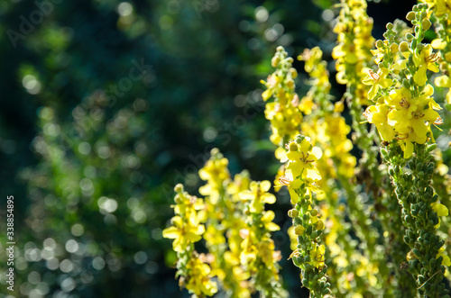 Yellow flower spikes of a Verbascum olympicum plant