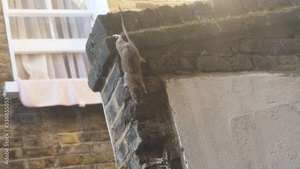 Rat Mice Climbing down the brick fence wall in backyard Terrace Garden