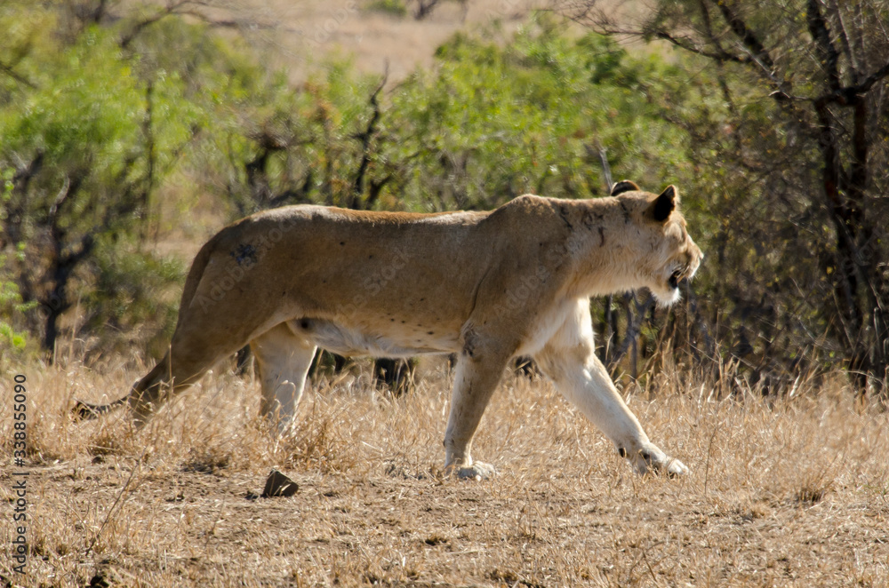 lion, femelle, lionne, Panthera leo, Afrique lion, femelle, lionne, Panthera leo, Afrique