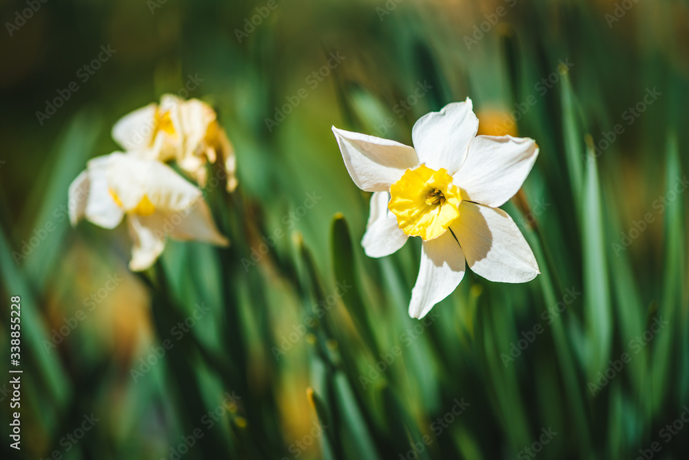 Daffodil flower blossom. Spring flower image. Gardening / botany background