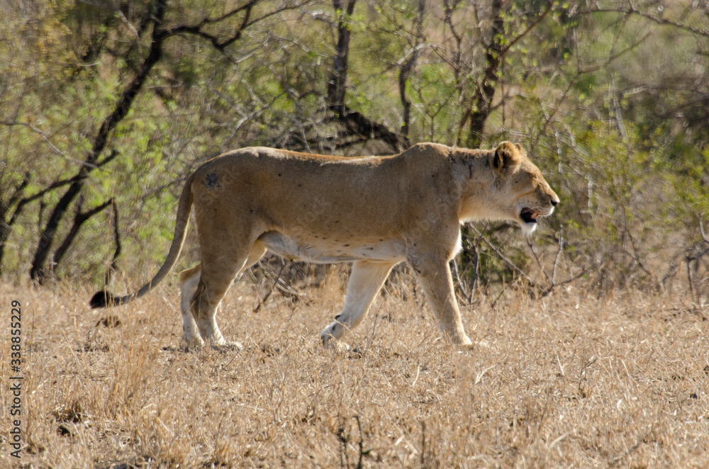 Naklejka premium lion, femelle, lionne, Panthera leo, Afrique